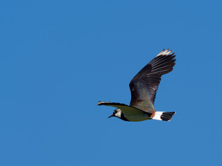 Lapwing in flight - Vanellus vanellus