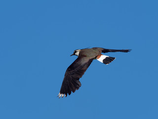 Lapwing in flight - Vanellus vanellus
