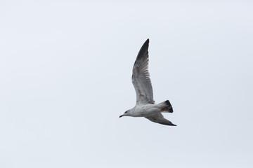 yellow-legged gull (Larus michahellis) in flight