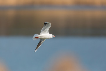 portrait of natural common black-headed gull ( Larus ridibundus) in flight