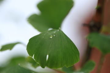 Raindrops close-up on young leaves of Ginkgo Biloba.  Abstract nature background,
