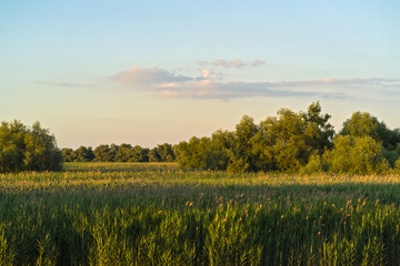 Fototapeta premium Stretch of reed field in the Danube Delta