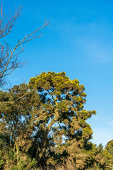 Obraz premium Gorse bush in flower.