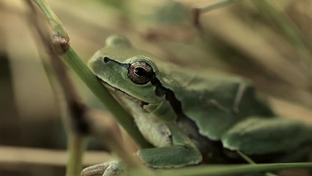 A frog of green color sits in green grass