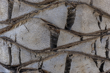 Palm tree trunk texture.