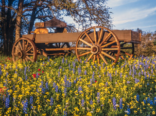 Covered wagon in Texas Hill country