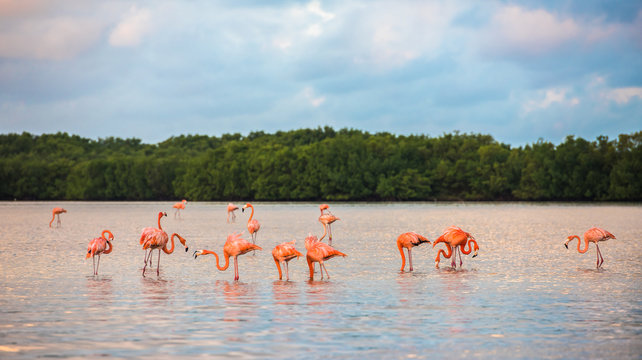 Fototapeta Flamingoes at Rio Lagartos Biosphere Reserve, Yucatan, Mexico