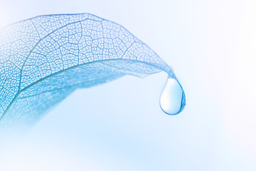 Fototapety  Beautiful drop of pure water on a transparent leaf on a light blue background close-up macro. The concept for ecology and environmental protection.