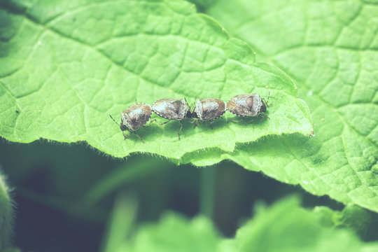 Schillerwanzen - Eysarcoris venustissimus - Paarung