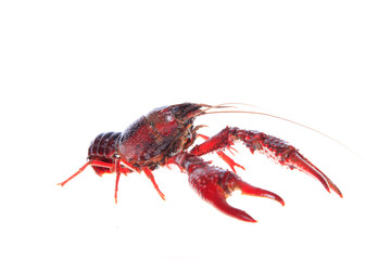 Crawfish, white background, close-up