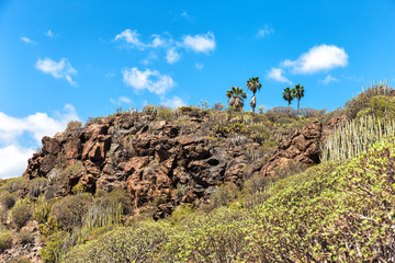 Palm trees in Tenerife