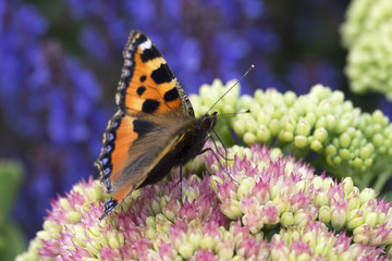 Small Tortoiseshell Butterfly (Aglais urticae)