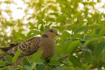 Brown bird in central park