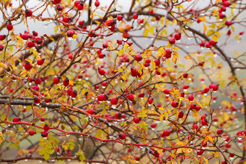  Gotas de lluvia en una Mata de Escaramujos 