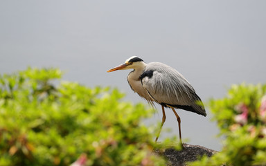 アオサギ
