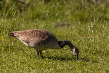 Wildgänse auf der Wiese