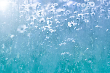 Gentle Daisy flowers on blue background. Beautiful summer photo with wildflowers. Selective soft focus