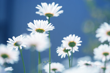 Field chamomile flowers . Beautiful summer photo with wildflowers. Daisies on a blue background. Selective soft focus