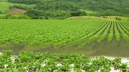 Fototapeta na wymiar 大雨で水に浸かったジャガイモ畑