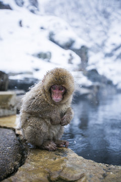 Japanese macaque sitting on stone by snowy pool
