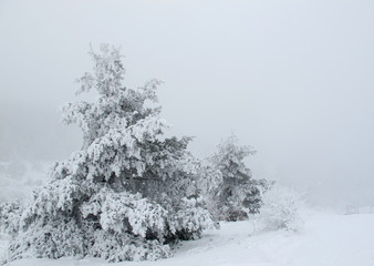 Frost-covered tree