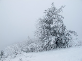 Frost-covered tree