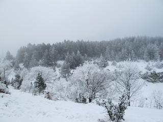 Snow-covered forest