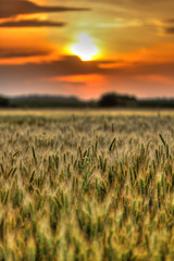 Fototapeta na wymiar Wheat field at sunset