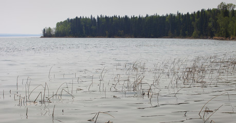 Reedy Canadian shoreline