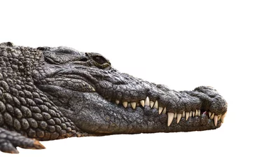 Vlies Fototapete Krokodil Nilkrokodil Crocodylus niloticus, Nahaufnahme der Zähne mit Blut des offenen Auges des Nilkrokodils, geschärfte Zähne des gefährlichen Raubtiers, isolierter weißer Hintergrund