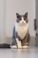 Gray British shorthair cats, indoors