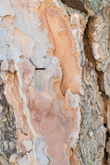 Holz am Baum mit Struktur