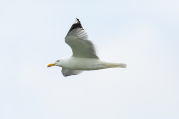 Fototapeta na wymiar isolated yellow-legged gull (Larus michahellis) in flight