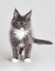 Fototapeta premium Kitten maine coon gray with white stands and looks at a gray background
