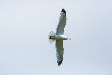 isolated yellow-legged gull (Larus michahellis) in flight