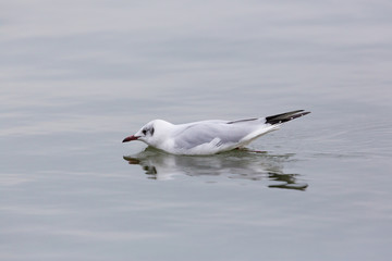 one natural common black-headed gull (Larus ridibundus) swimming