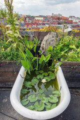 green plants in an old white bath tub