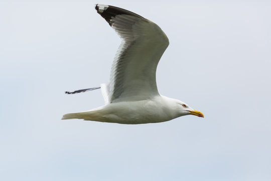 isolated yellow-legged gull (Larus michahellis) in flight