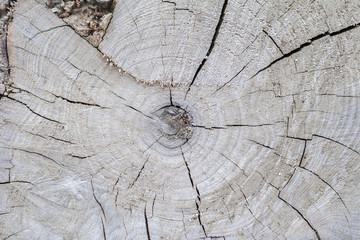 Holz Struktur vom Baumstamm