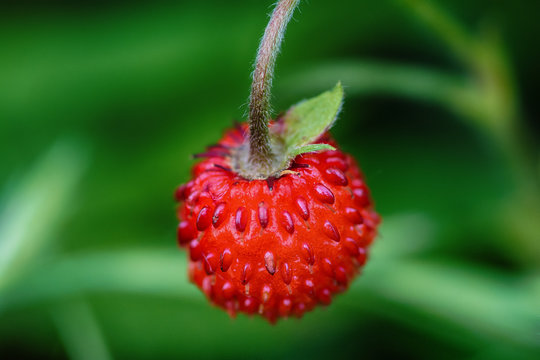 Wild strawberry