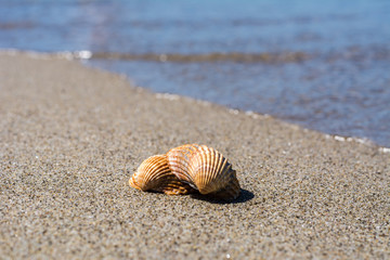 muschel am Meer am Strand