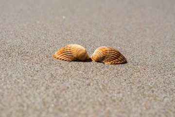 Muschel am Strand im Urlaub