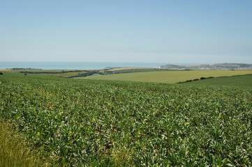 Broad Beans Bisopstone East Sussex