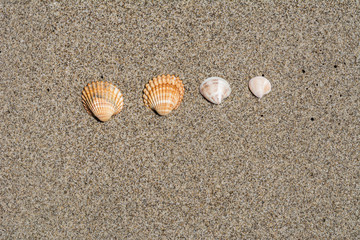 Viele Muscheln am strand