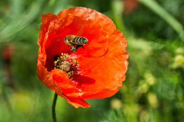 Bee and red poppy on a summer sunny day