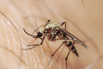 Mosquito is drinking blood