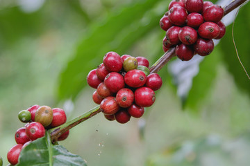 Coffee Tree
