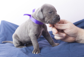 Obraz premium Loving puppy encounter