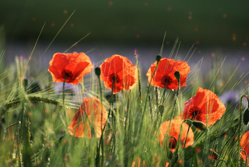 Beautiful poppy on a field with a colorful background