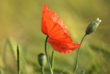 Beautiful poppy on a field with a colorful background